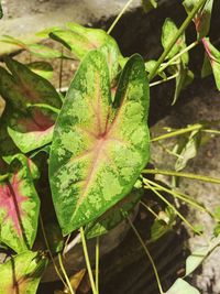 Close-up of maple leaves on plant