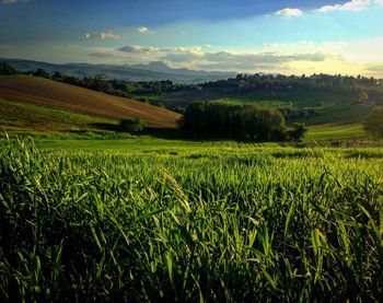 Crop growing on field against sky