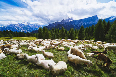 View of sheep on field against sky