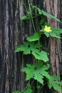 Close-up of ivy growing on tree trunk