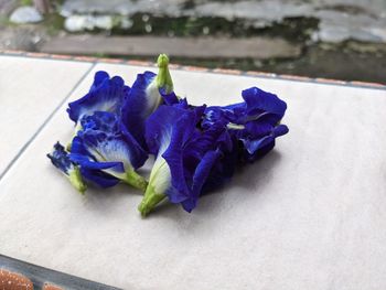 Close-up of purple flower on blue table