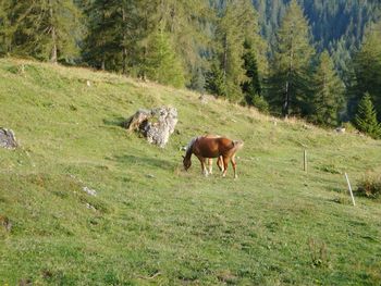 Horse grazing in a field