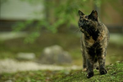 A tortoiseshell