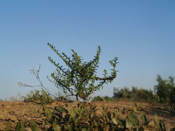 Close-up of plant against clear blue sky