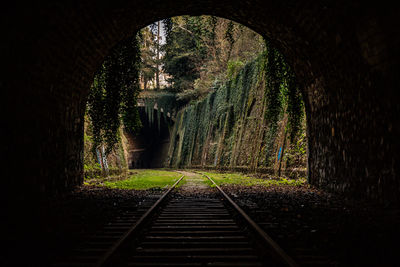 Railroad tracks in forest