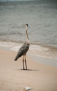 Bird perching on a beach