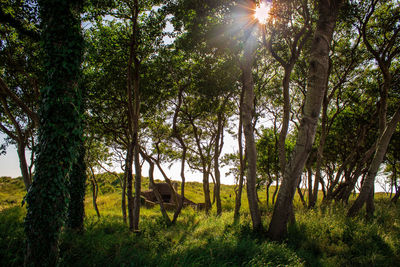 View of trees in forest