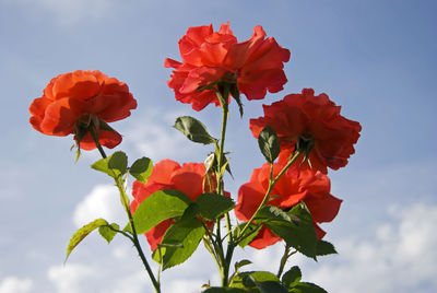 Low angle view of red hibiscus blooming against sky