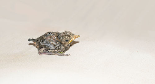 Close-up of a bird