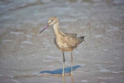 Bird perching on a land