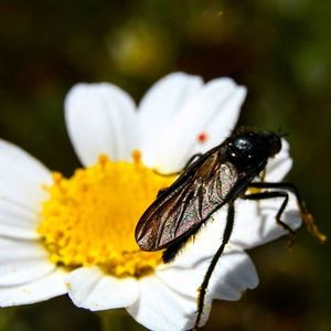 Close-up of honey bee pollinating on white flower