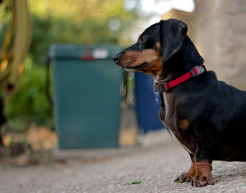 Close-up of black dachshund standing on walkway