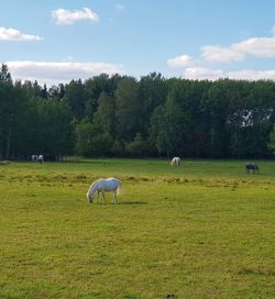 View of sheep grazing in field