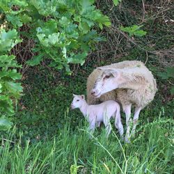 Sheep on field