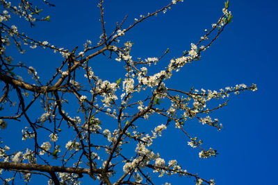 Low angle view of flowers on branch