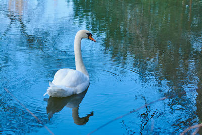 Swan swimming in lake