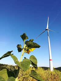 Sunflower against clear blue sky