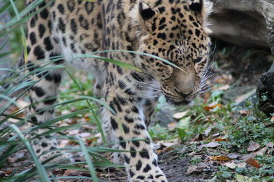 View of cat on field