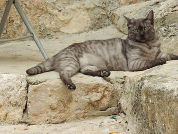 Portrait of cat sleeping