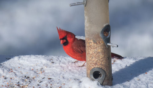 Close-up of bird perching on snow