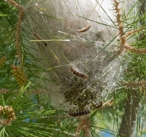 Close-up of spider web on pine tree