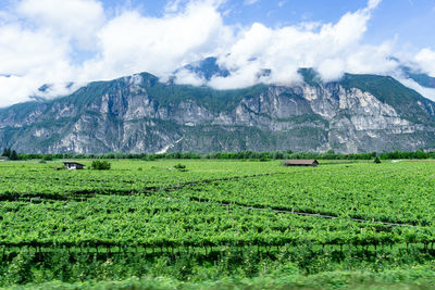 Scenic view of field against sky