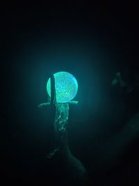 Jellyfish swimming in sea