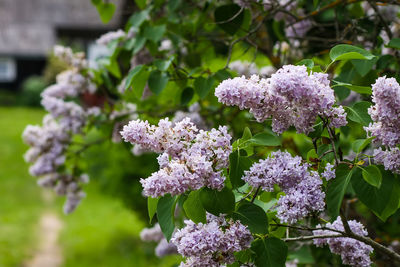 Syringa vulgaris blooming plant. fragrant purple lilac bush in the spring garden in countryside