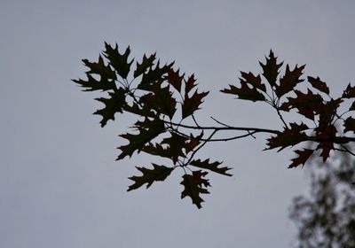 Low angle view of tree against sky