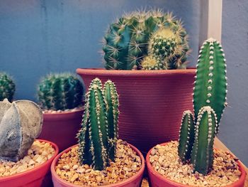 Close-up of cactus in pot