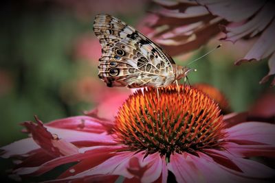 Close-up of butterfly on purple flower