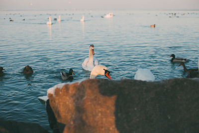 Birds swimming in sea