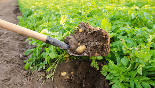 Shovel and freshly picked potatoes in the field. harvesting, harvest. organic vegetables.