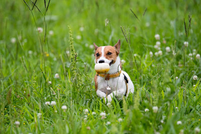 Dog sitting on grass