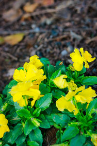 Close-up of yellow crocus flowers blooming on field