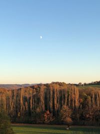 Trees on field against clear sky at dusk