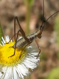 Close-up of insect on flower