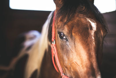 Close-up of horse