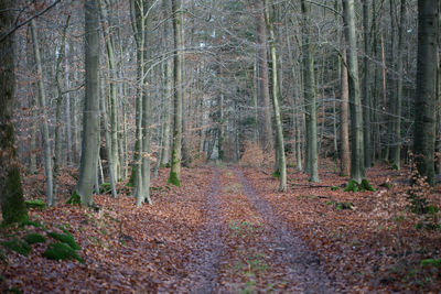 Trees growing in forest during autumn