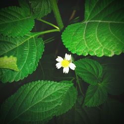 Close-up of flower