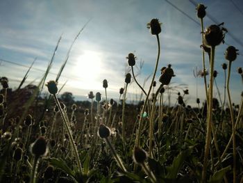 Close-up of plants growing on field against sky