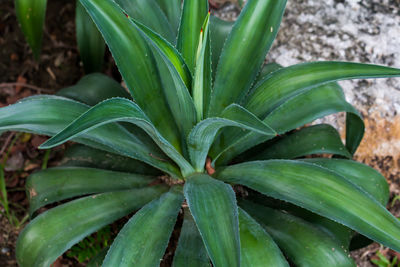 High angle view of plant growing on field