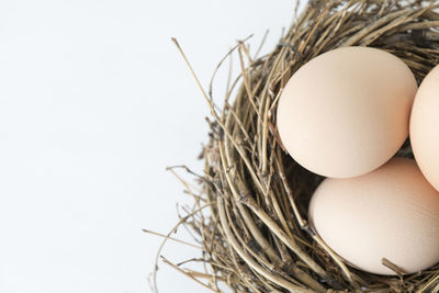 Close-up of eggs against white background