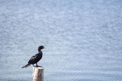 Bird perching on wooden post