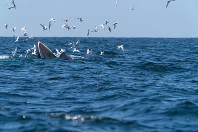 Seagulls flying over sea