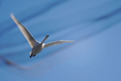 Close-up of bird flying against sky
