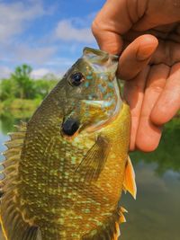 Close-up of hand holding dead fish outdoors