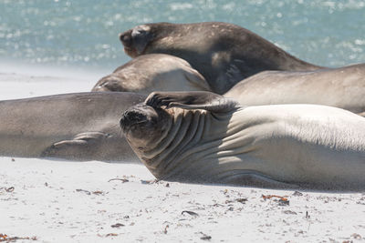 Sea lion resting on beach