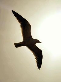 Close-up of bird flying against clear sky