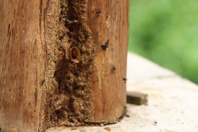 Close-up of bee on wood